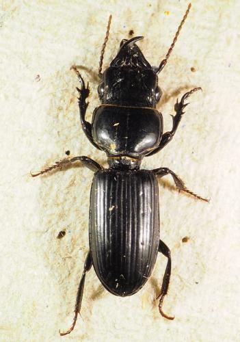 Scaritinae